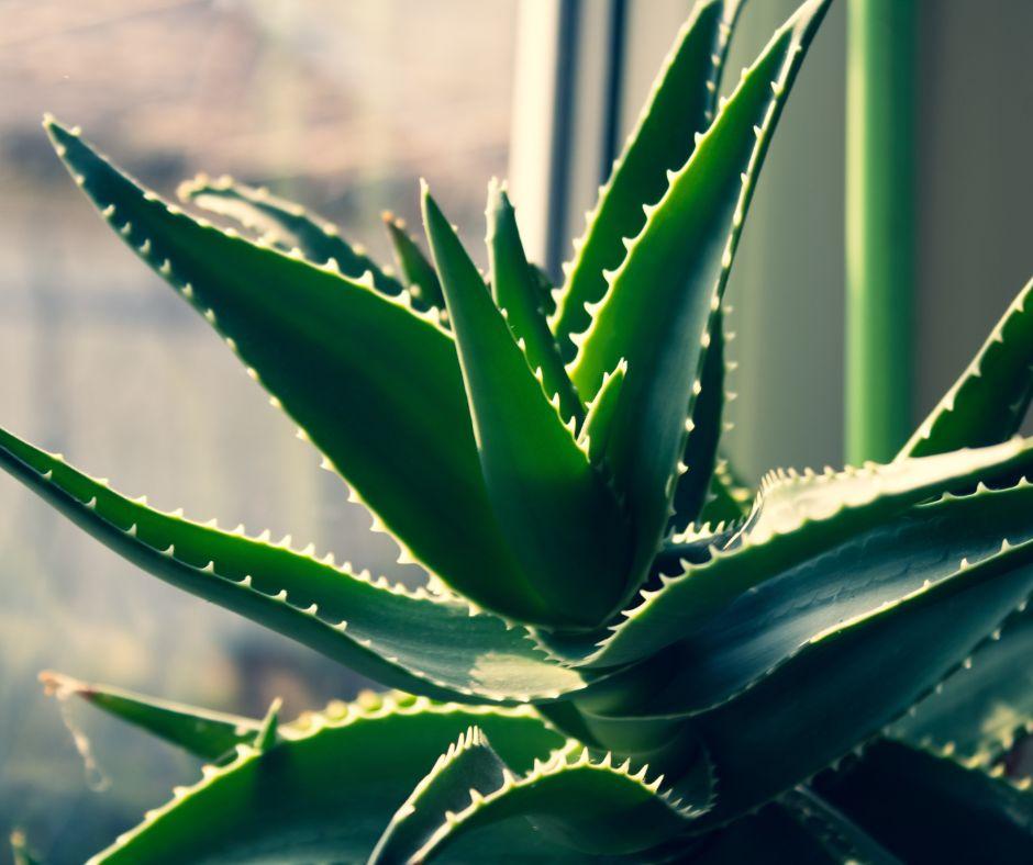 A close-up of a green aloe vera plant with spiky, fleshy leaves, sitting near a window with sunlight streaming in.