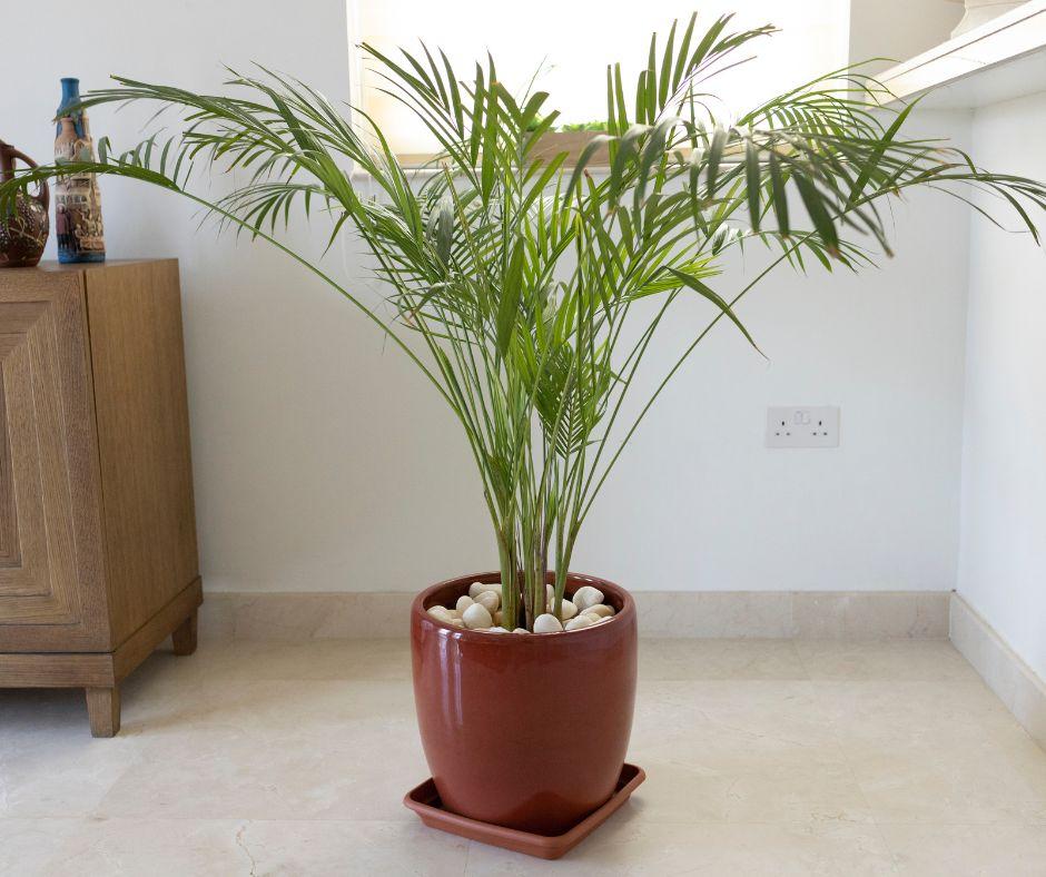 A green palm plant in a brown pot with white stones on top, placed on a tiled floor indoors near a wooden cabinet and a white wall.
