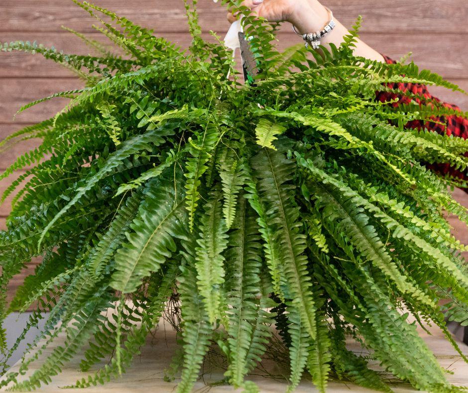 A person holds up a lush, green Boston fern with long, arching fronds. The plant sits on a light-colored surface against a wooden background.
