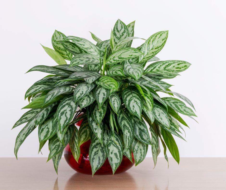 A lush green houseplant with elongated, variegated leaves in shades of green and silver, displayed in a round red pot on a light wooden surface against a plain white background.