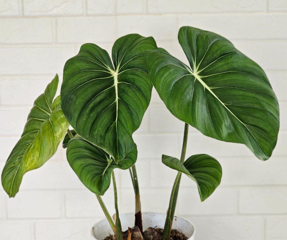 A potted plant with large, glossy, heart-shaped green leaves featuring prominent veins, set against a white brick wall background.