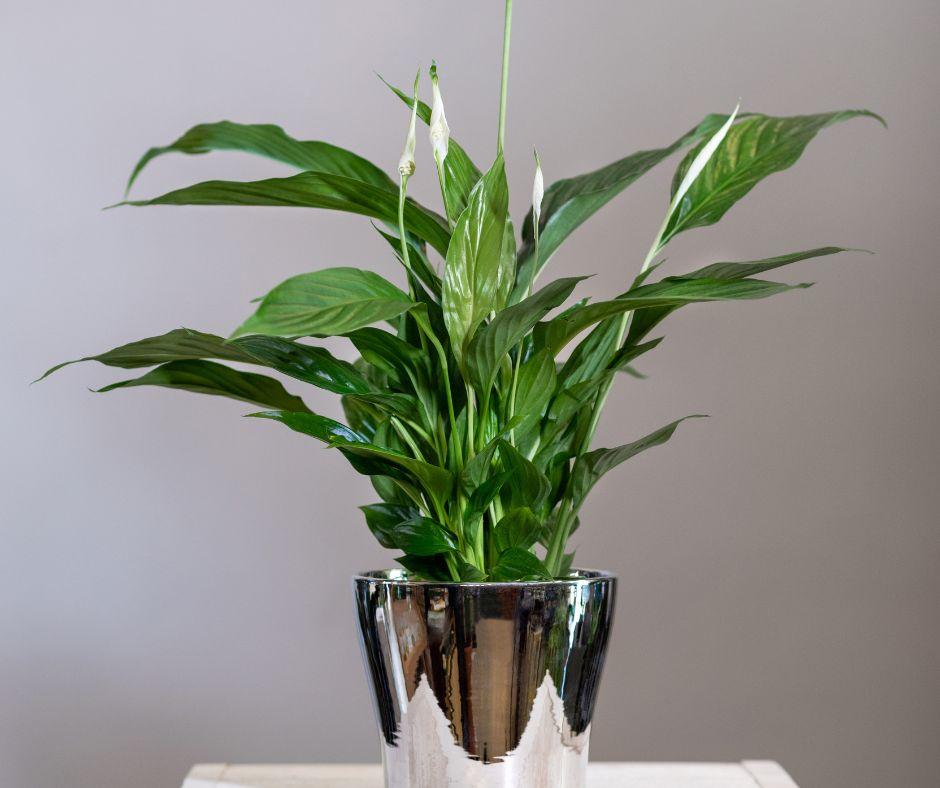 A healthy green peace lily plant with white blooms in a shiny silver pot, placed on a white surface against a plain gray background.