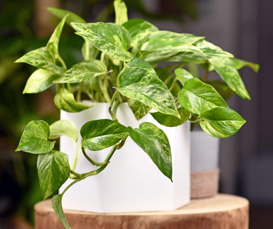 A vibrant pothos plant with green and yellow variegated leaves grows in a modern white square pot, placed on a wooden surface with blurred greenery in the background.