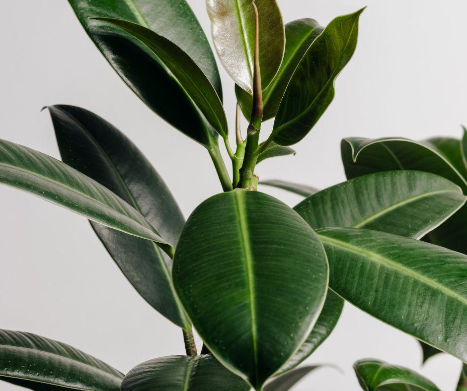 A close-up of a rubber plant with thick, glossy, dark green leaves against a plain light background.
