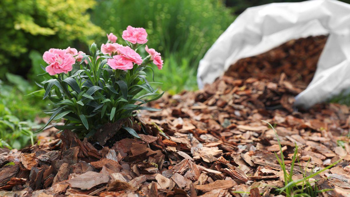 A pink flowering plant surrounded by mulch, with a white bag spilling mulch onto the ground in a garden setting.