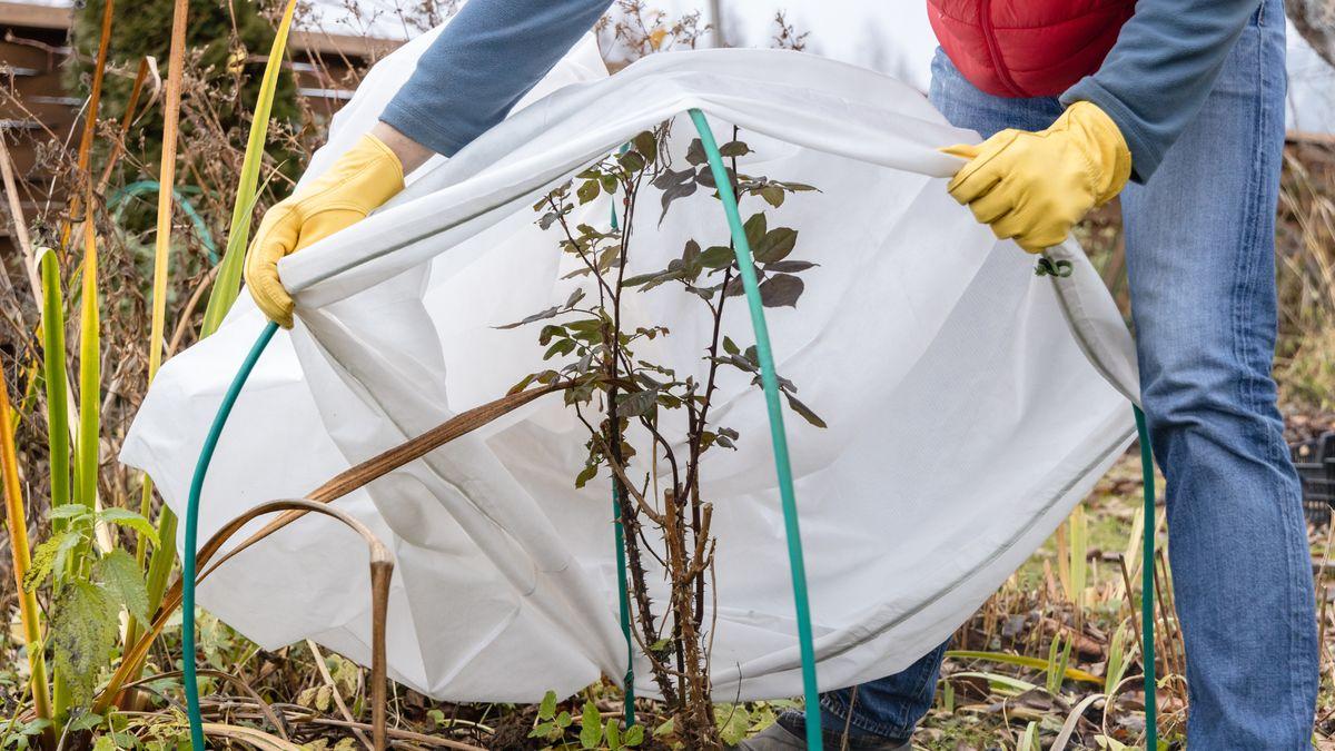 A person wearing yellow gloves covers a garden plant with a white fabric frost cover, supported by green stakes, to protect it from cold weather.