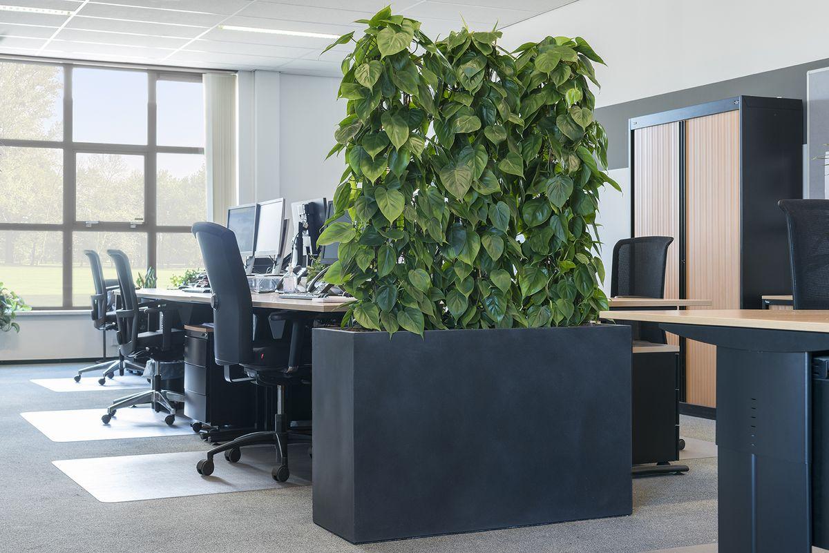 Creating a Healthy Distance With Plants