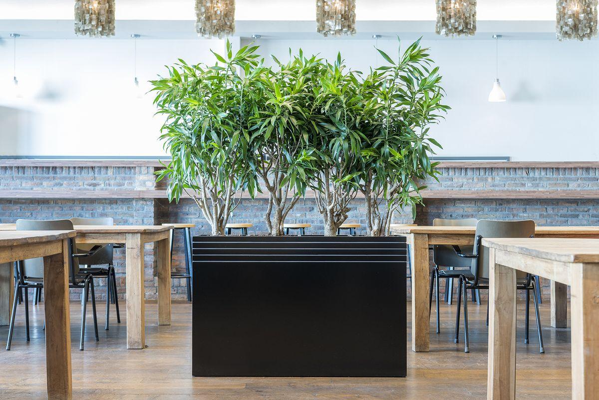 Creating a Healthy Distance With Plants
