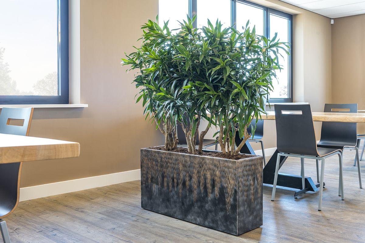 Creating a Healthy Distance With Plants