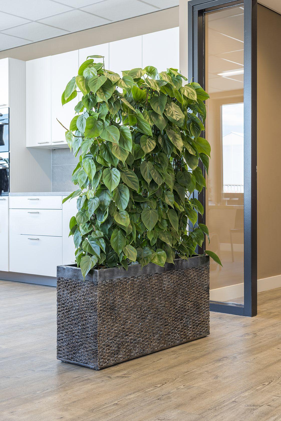 Creating a Healthy Distance With Plants