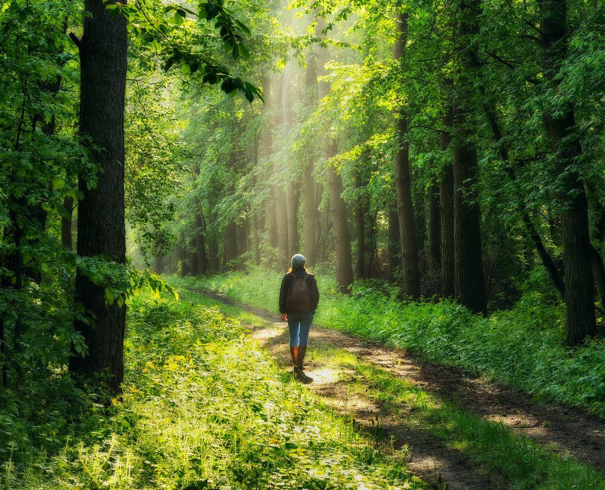 A hiker walking along a sunlit forest trail surrounded by lush green trees and vibrant undergrowth.