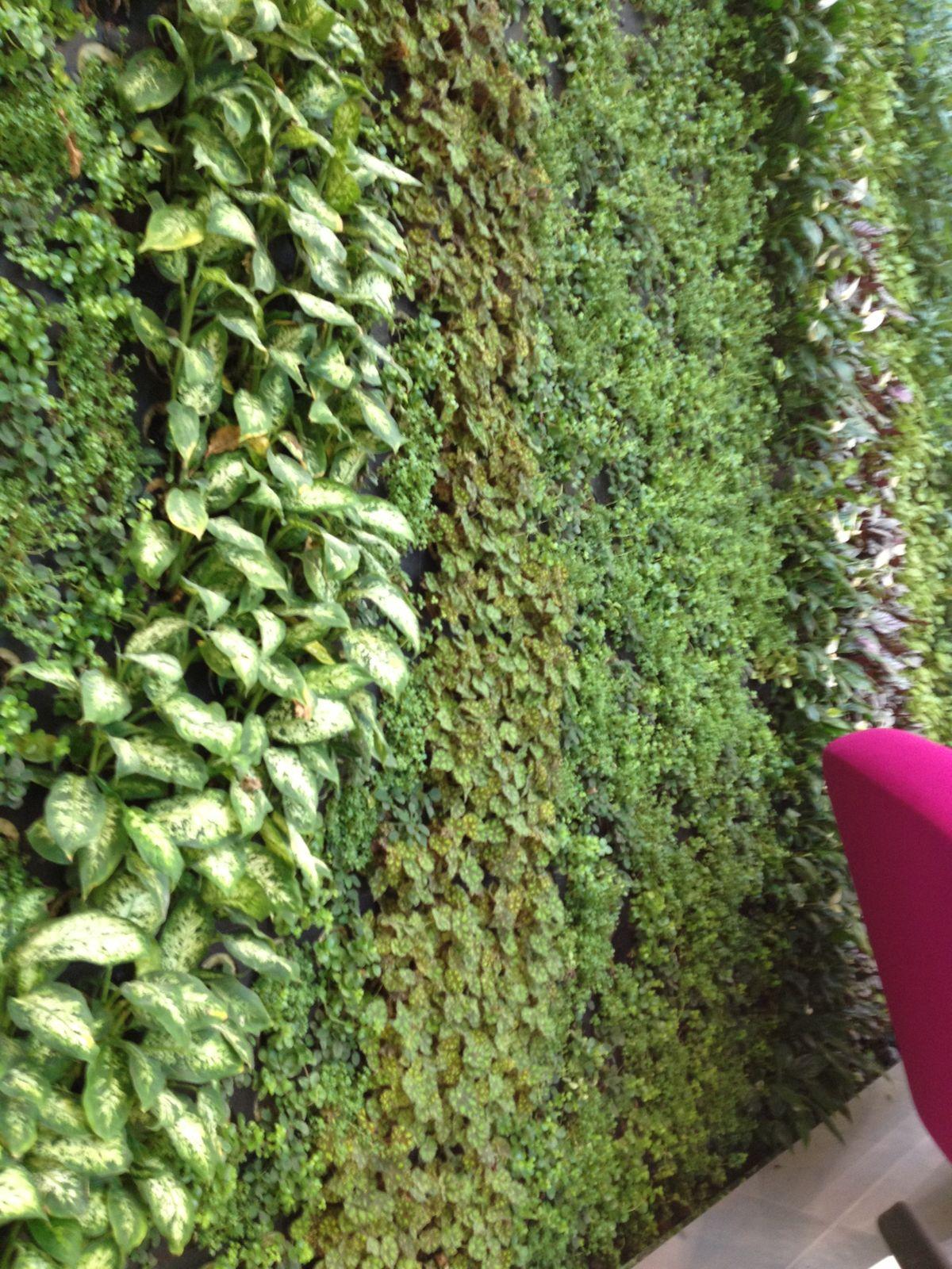 Living, Green Wall Project for Office Interior