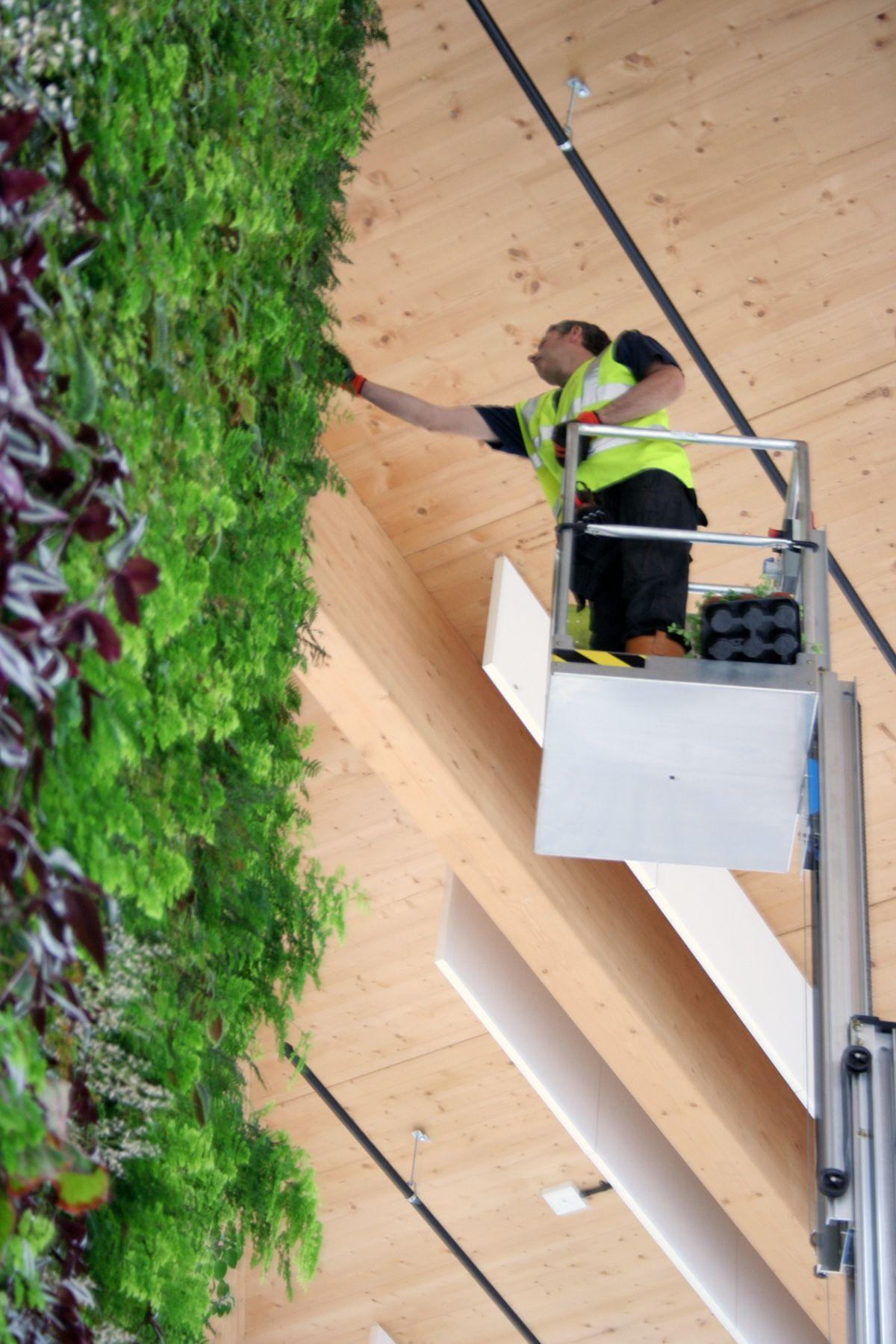 Living, Green Wall Project for Office Interior