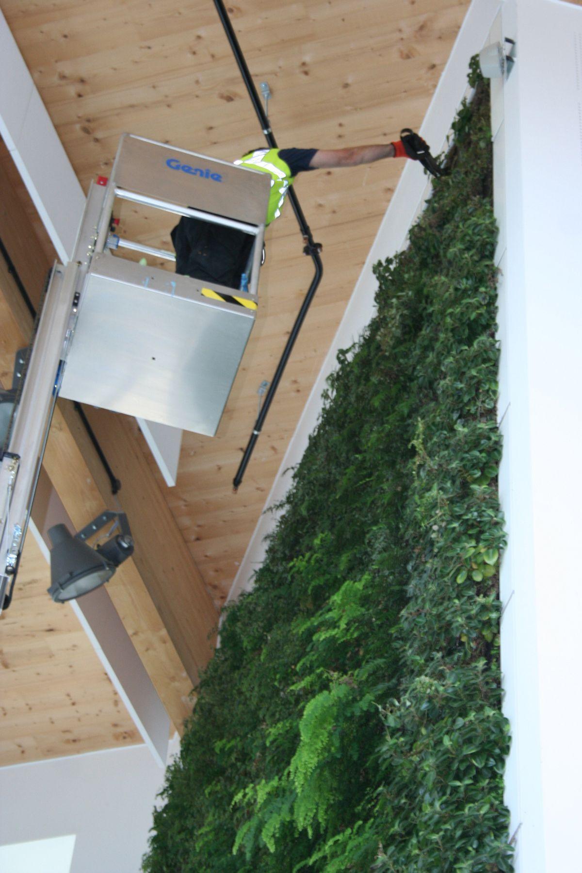 Living, Green Wall Project for Office Interior