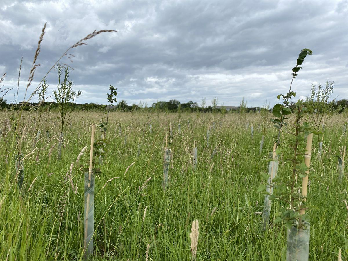 Young trees protected by plastic tubes grow in a grassy field under a cloudy sky, with tall grass and shrubs surrounding them and a line of trees in the distance.
