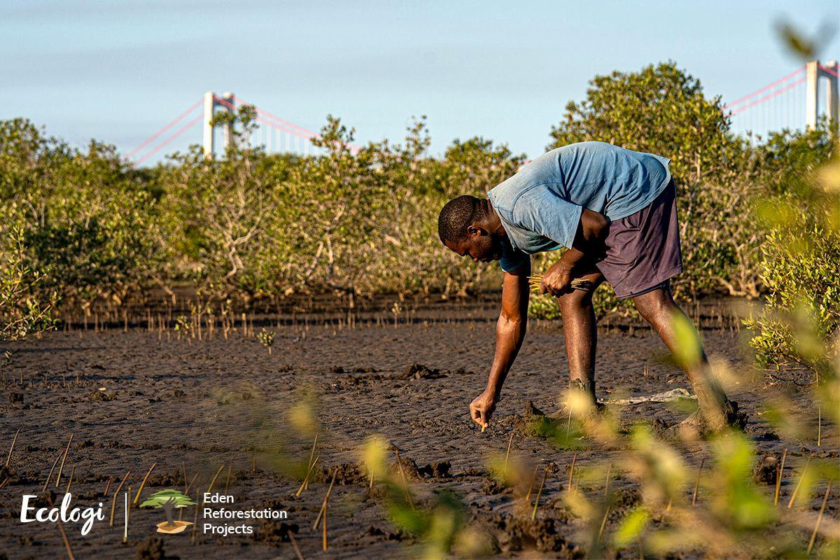 A person bends down to plant a seedling in muddy soil near mangroves, with a bridge visible in the background. Logos for Ecologi and Eden Reforestation Projects appear in the bottom left corner.