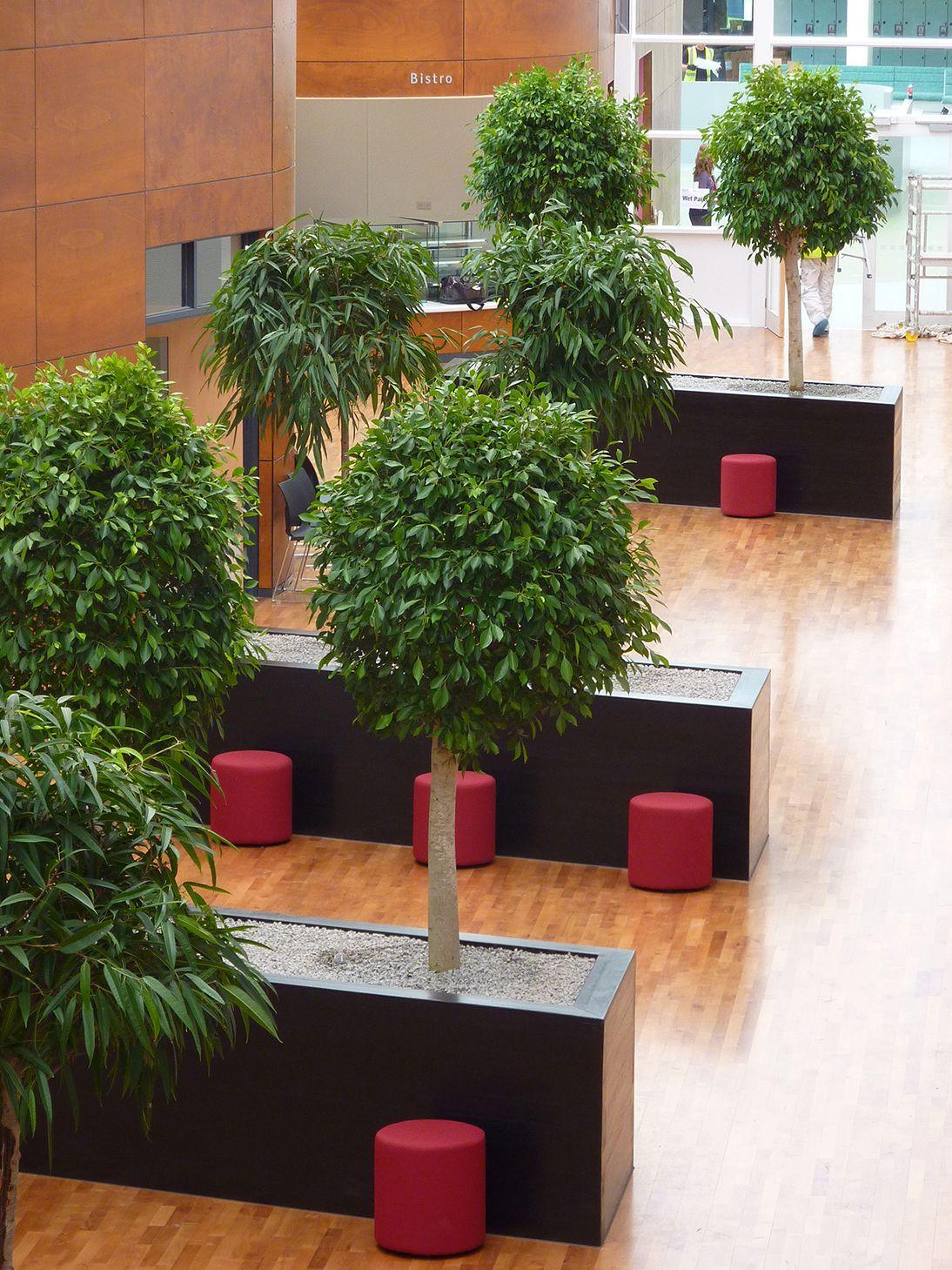 A modern indoor space with large rectangular planters holding small trees, arranged in a row on a wooden floor. Red cylindrical stools are placed near each planter. The background features wood panel walls and large windows.