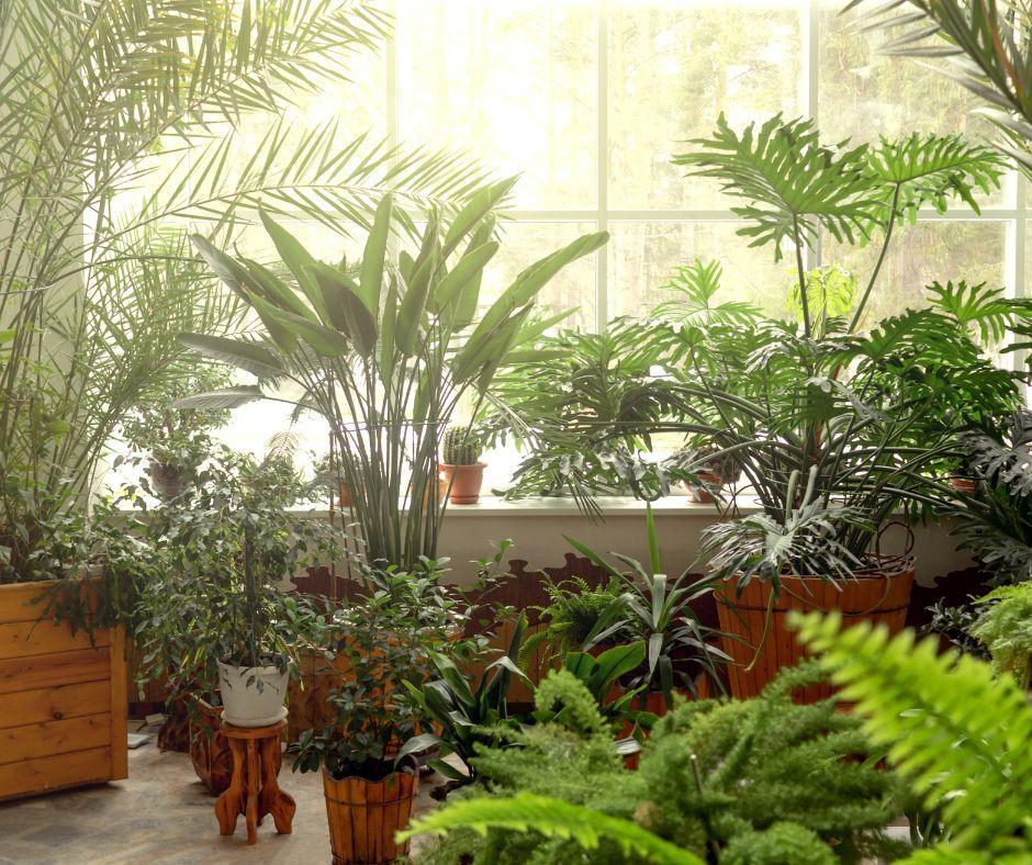 A sunlit room filled with various potted indoor plants, including tall palms, ferns, and leafy green foliage, arranged near a large window that lets in natural light.