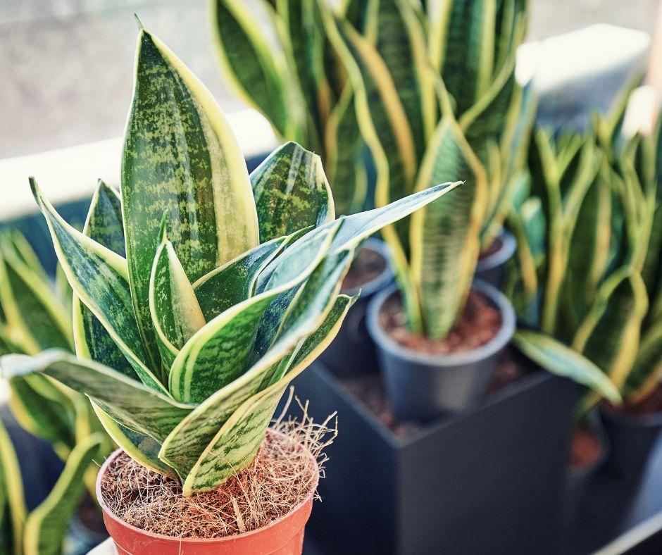 Several potted snake plants with tall, upright green leaves edged in yellow are grouped together indoors. The plants are in small plastic pots with brown soil visible.