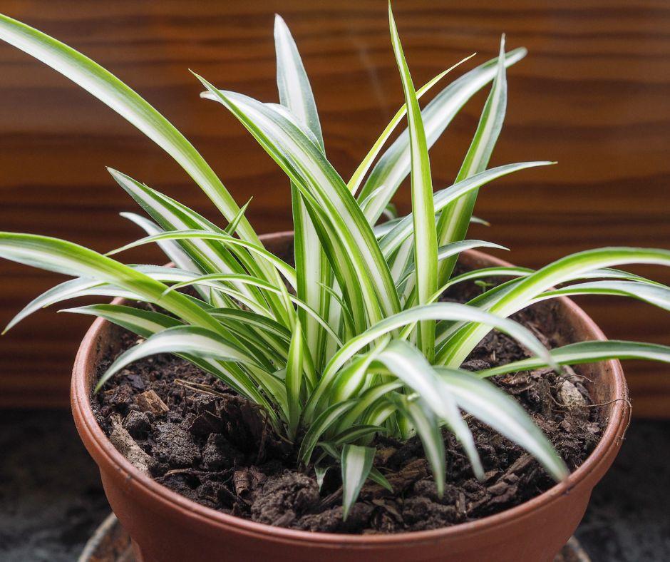A spider plant with long, narrow green and white striped leaves grows in a brown pot filled with soil, set against a wooden background.