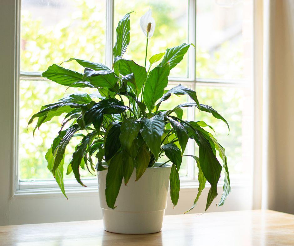 A peace lily plant with dark green leaves and a single white flower sits in a white pot on a wooden surface in front of a sunlit window.
