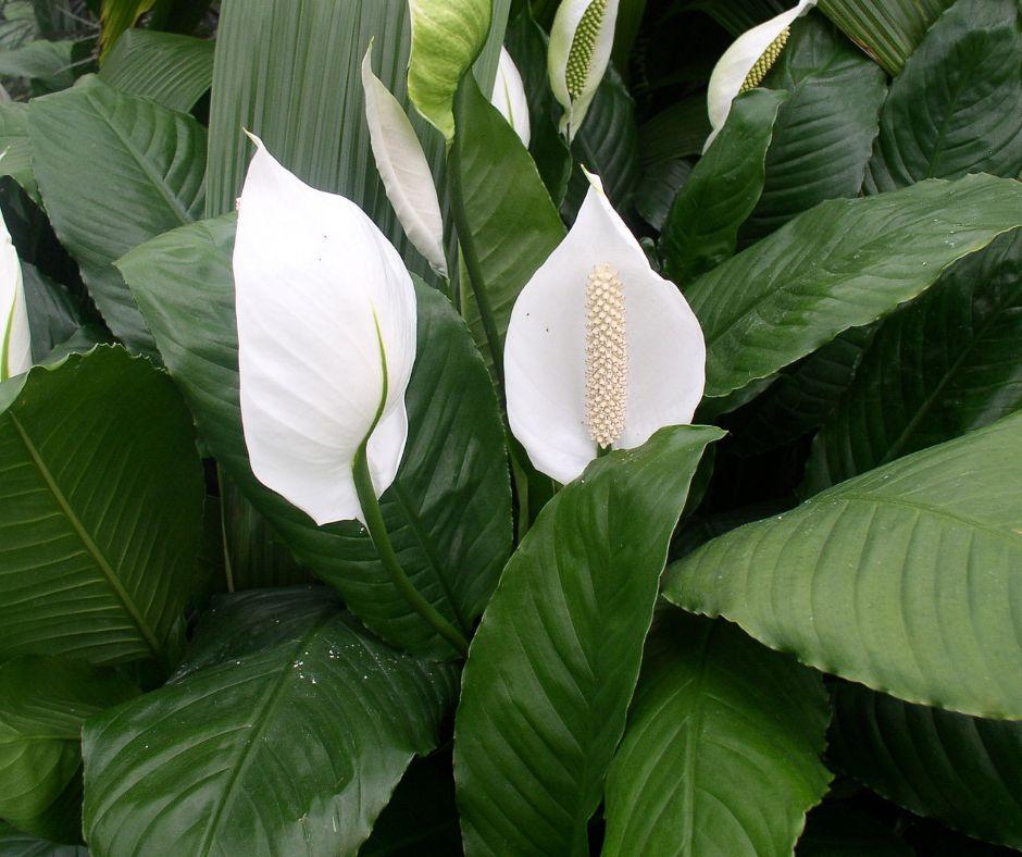 Close-up of peace lily plants with dark green leaves and white, hood-shaped flowers, each featuring a pale central spadix.