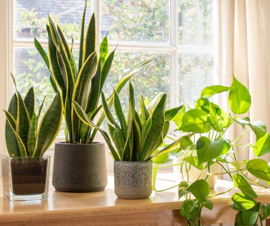 Three potted houseplants, including snake plants and a pothos, sit on a sunny windowsill with light filtering through cream-colored curtains.