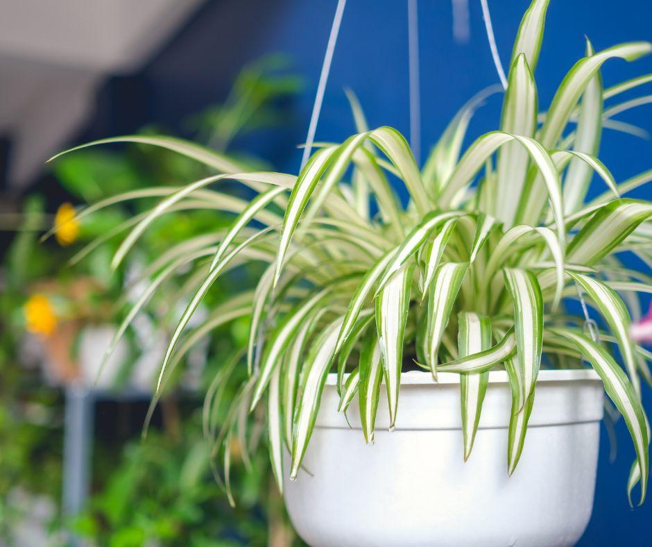 A spider plant with long, green and white striped leaves grows in a white hanging pot, set against a blurred blue background with other plants visible.