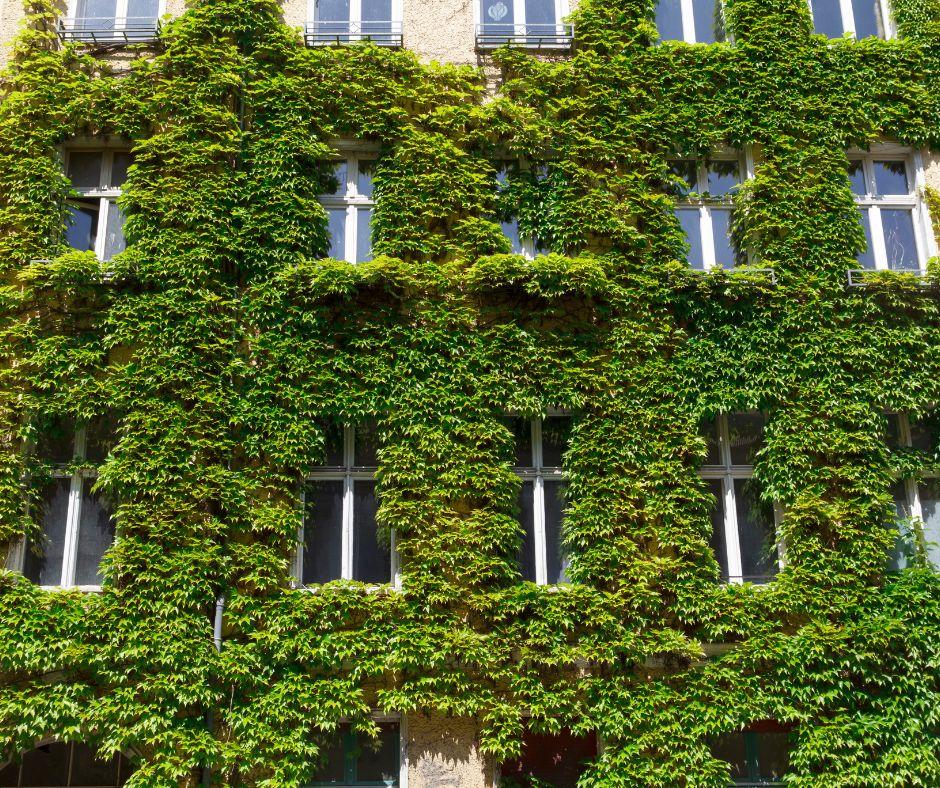 A building facade covered in dense green ivy, with several windows partially visible through the thick foliage
