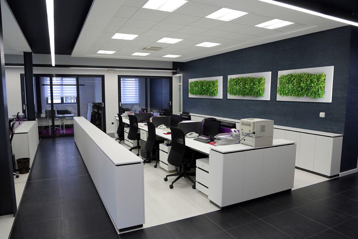 Putting plants in the office makes staff work harder and improves job satisfaction