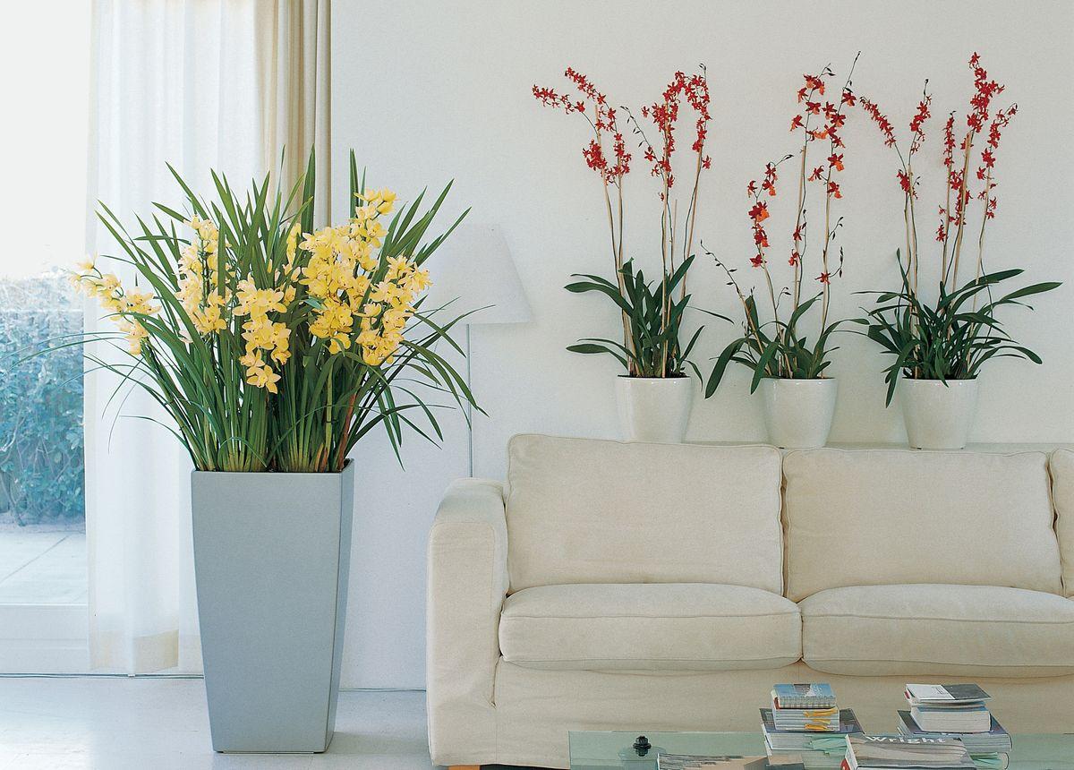 Show you care this Valentine's Day by giving live flowering plants instead