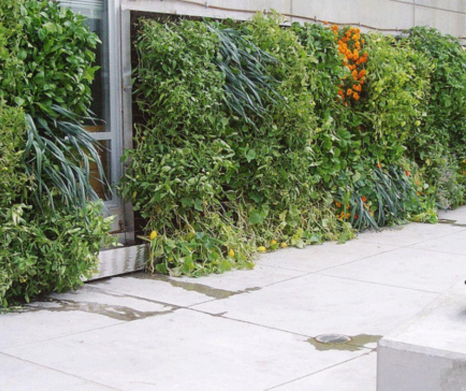 A vertical garden with various green plants and some orange flowers growing on a wall next to a concrete sidewalk.