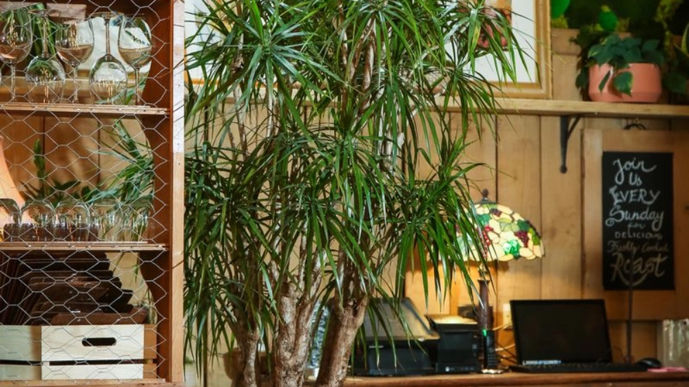 the-frog-at-mindenhu-indoor-live-plant-displays-the-frog-mindenhurst-55-scaled