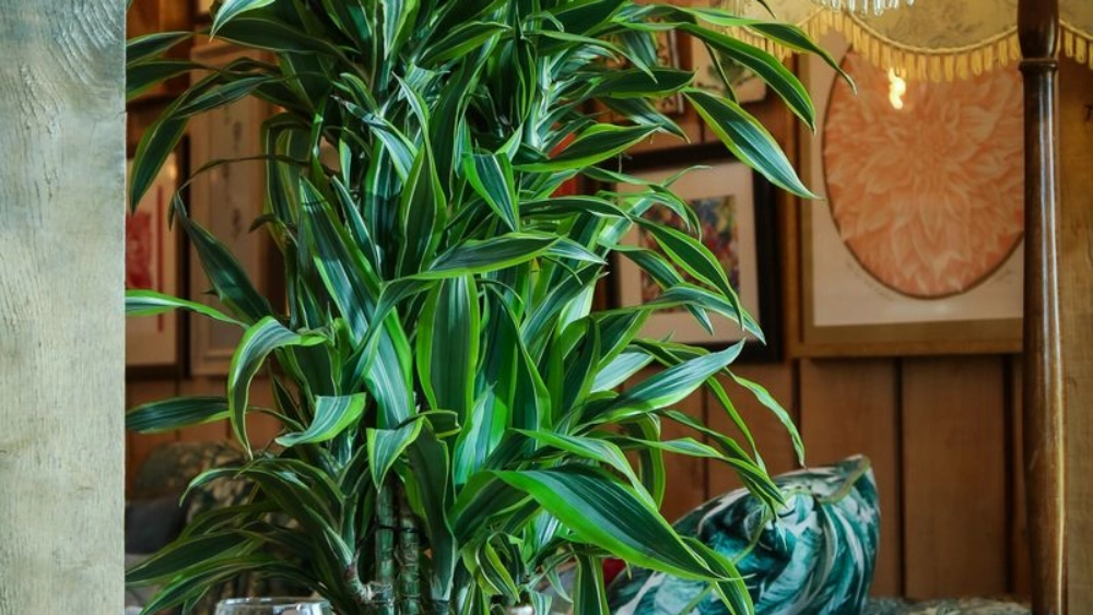the-frog-at-mindenhu-indoor-live-plant-displays-the-frog-mindenhurst-51-scaled