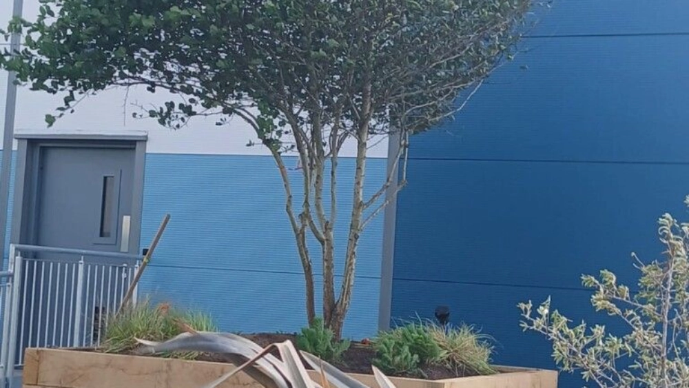 big tree freshly planted in newly built wooden planter boxes