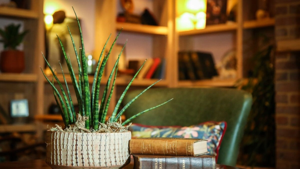 the-frog-at-mindenhu-indoor-live-plant-displays-the-frog-mindenhurst-25