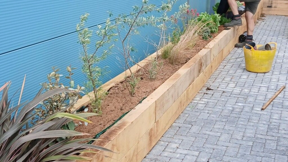 plants being planted in wooden beds