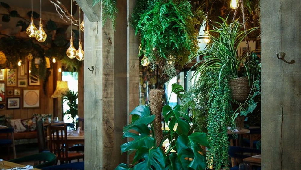 the-frog-at-mindenhu-indoor-live-plant-displays-the-frog-mindenhurst-1