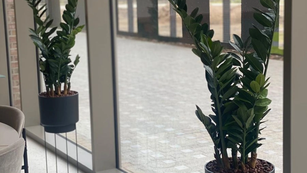 fresh-office-plantin-indoor-live-plant-displays---grainger---the-headline-8