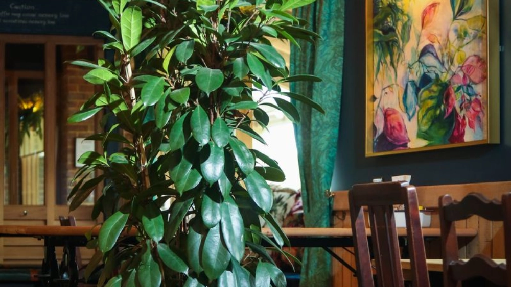 the-frog-at-mindenhu-indoor-live-plant-displays-the-frog-mindenhurst-19-scaled