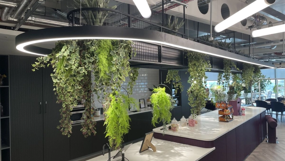 Ferns hanging from the ceiling in an office