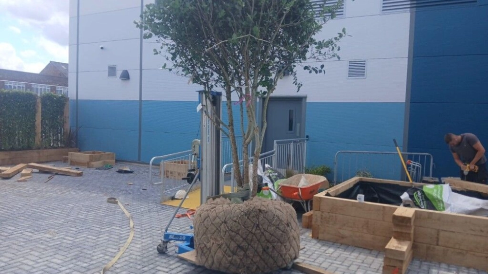 Tree getting ready to be planted in newly built beddings