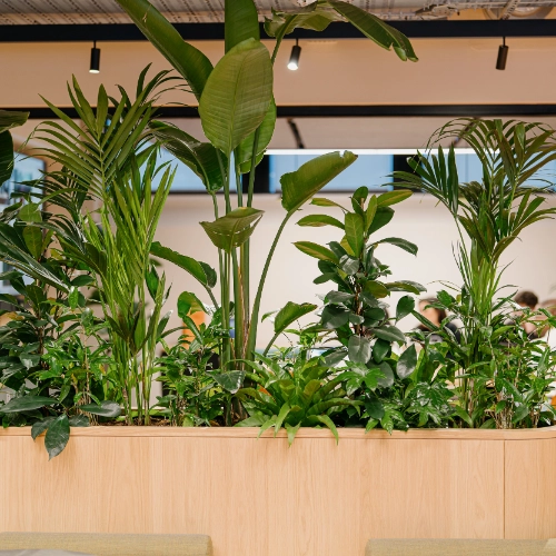 Plants in a custom built interior bedding made out of wood in a building