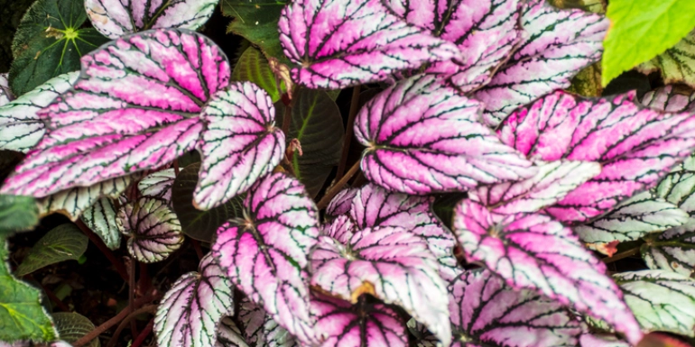 Begonia rex plant