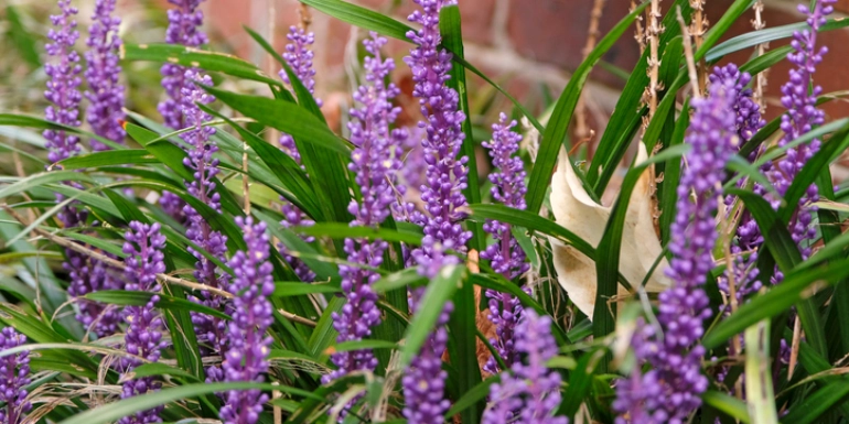 Plants in Focus – Liriope spicata