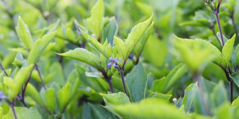 Tetrastigma voinierianum plant