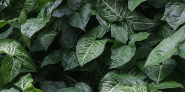 Syngonium podophyllum Plant