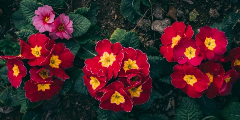 Plant in Focus – Primula sp.