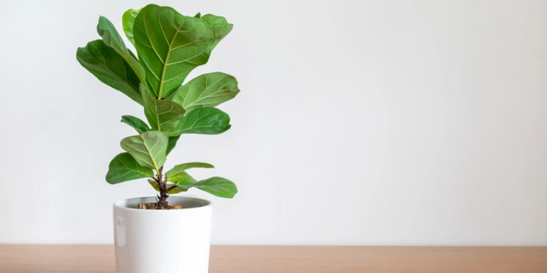 Ficus lyrata plant in a pot