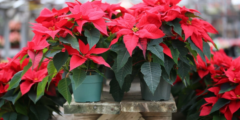 Plants in Focus – Euphorbia pulcherrima